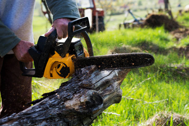 Best Root Management and Removal  in West Wareham, MA
